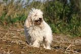 PTIT BASSET GRIFFON V.  046